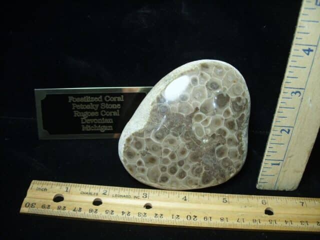 Fossilized "Petosky Stone" (100423j)