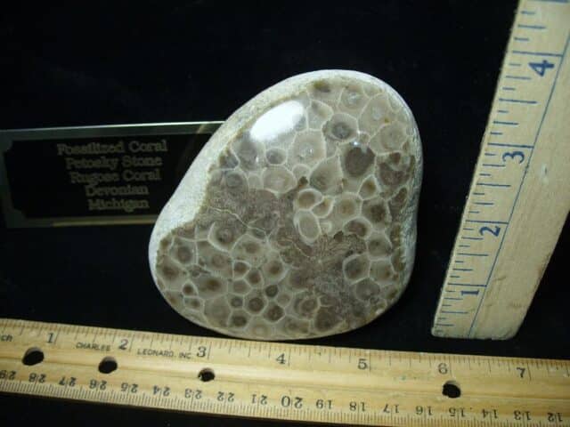 Fossilized "Petosky Stone" (100423j) - Image 2