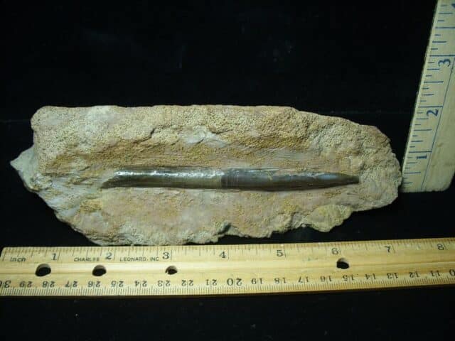 Fossil Belemnite  (100423m)