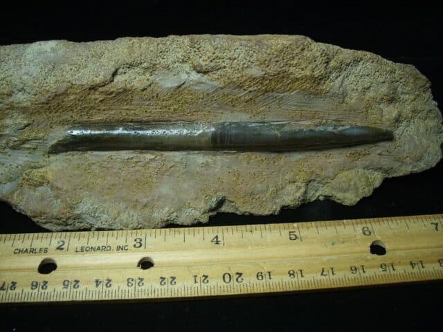 Fossil Belemnite  (100423m) - Image 2