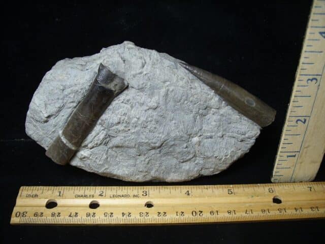 Fossil Belemnites  (100423n)