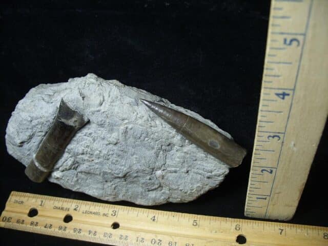 Fossil Belemnites  (100423n) - Image 2
