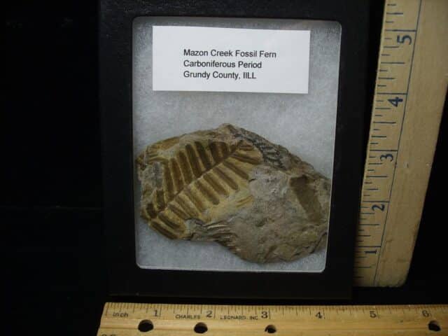 Mazon Creek Fern Fossil Half Nodule (100423s)....SOLD to MICHAEL S