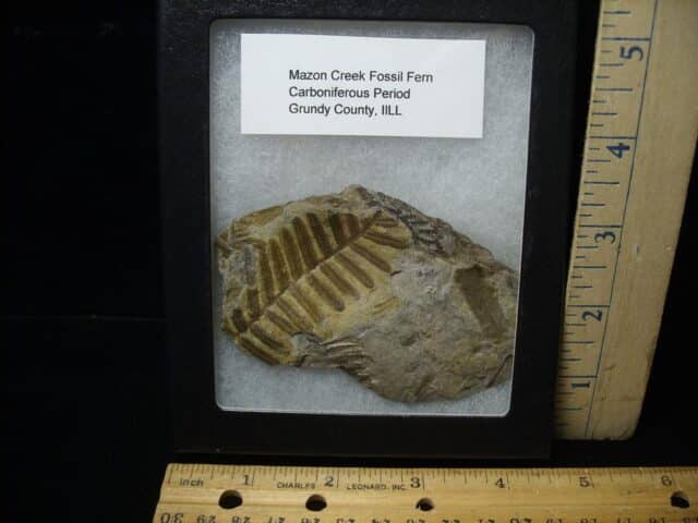 Mazon Creek Fern Fossil Half Nodule (100423s)....SOLD to MICHAEL S - Image 2