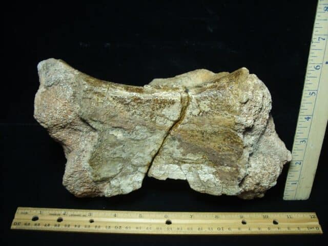 Large Long Neck Dinosaur Neck Vertebra (100723a)...ON HOLD for MICHAEL S  10/09/23