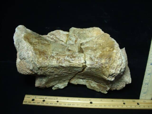 Large Long Neck Dinosaur Neck Vertebra (100723a)...ON HOLD for MICHAEL S  10/09/23 - Image 5