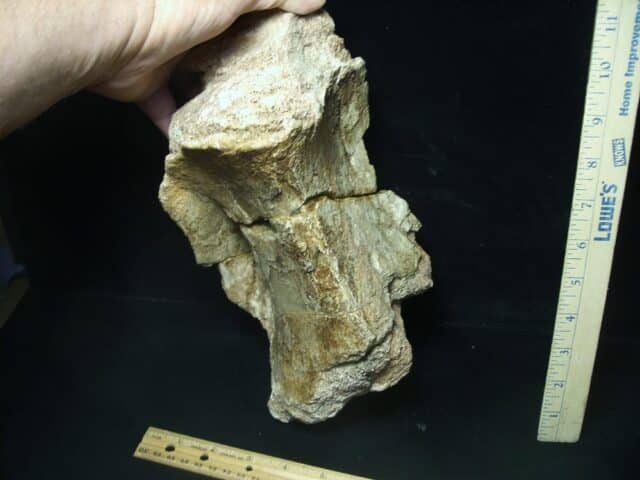Large Long Neck Dinosaur Neck Vertebra (100723a)...ON HOLD for MICHAEL S  10/09/23 - Image 6