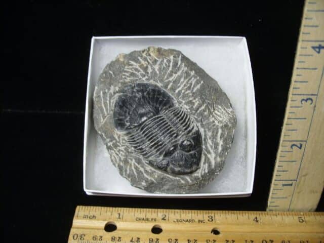 Fossilized Trilobite – Scutellum  (100723e)