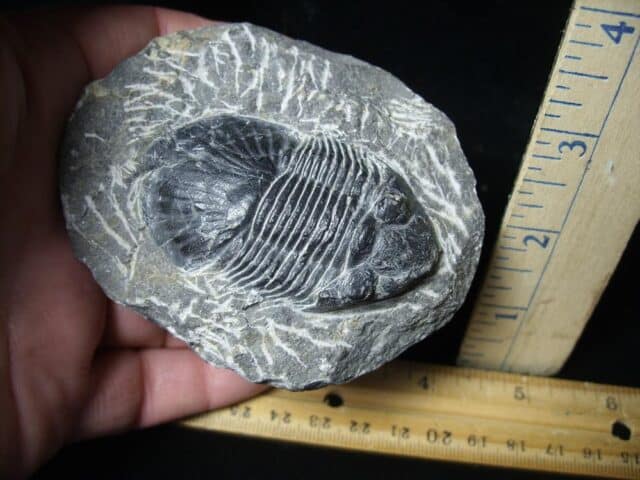 Fossilized Trilobite – Scutellum  (100723e) - Image 2