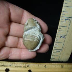   Fossilized Trilobite Homotelus (102023B)