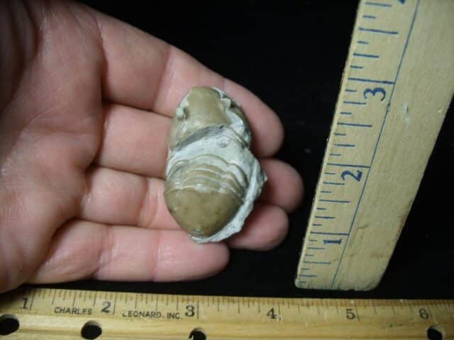   Fossilized Trilobite Homotelus (102023B)