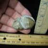   Fossilized Trilobite Homotelus (102023B) - Image 2