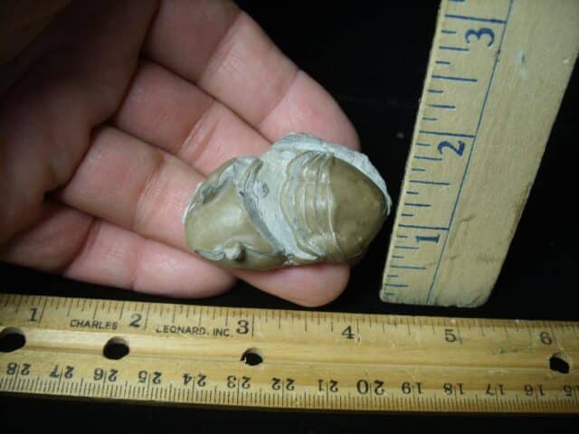   Fossilized Trilobite Homotelus (102023B) - Image 2