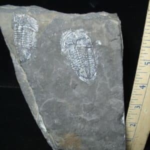 Fossil Trilobite Paraszechuanella  (102023h)