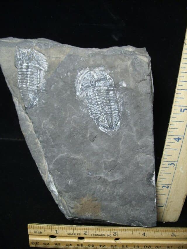 Fossil Trilobite Paraszechuanella  (102023h)
