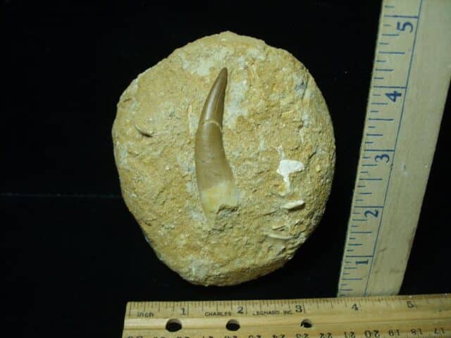 Plesiosaurus Dinosaur Tooth (102223c)