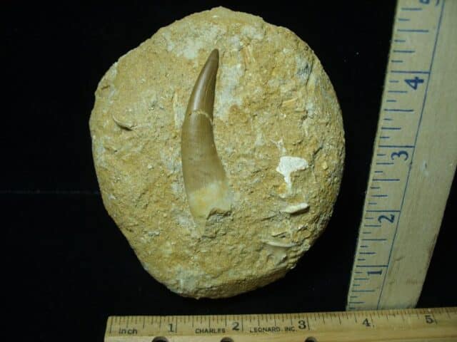Plesiosaurus Dinosaur Tooth (102223c) - Image 2