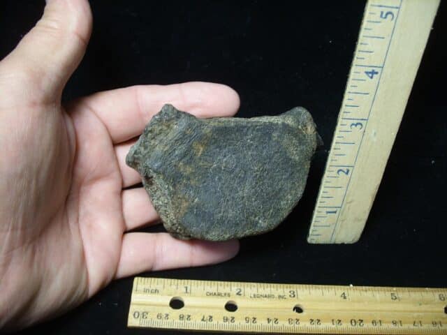 Large Fossilized Whale Vertebra (102023f)
