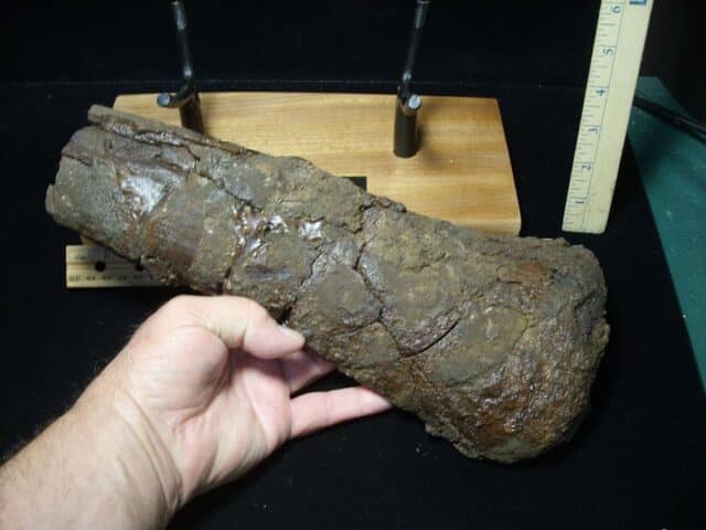 Hadrosaur Dinosaur Partial Femur (102223d) - Image 2