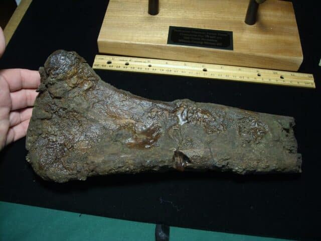 Hadrosaur Dinosaur Partial Femur (102223d) - Image 3