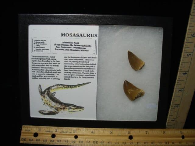 Mosasaur Teeth (110123c)
