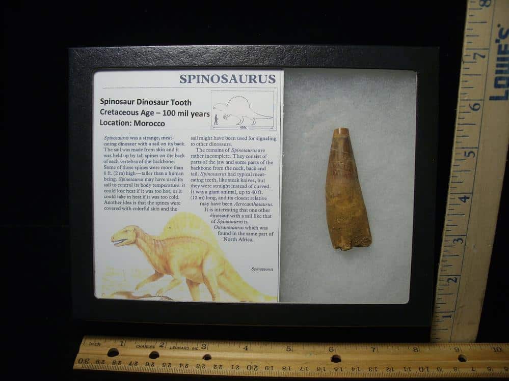 Large Authentic Spinosaurus Dinosaur Tooth 110123g The