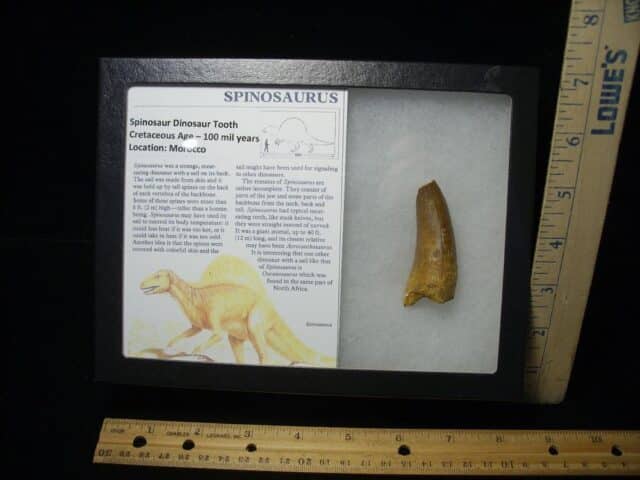 Large Authentic Spinosaurus Dinosaur Tooth (110123m)