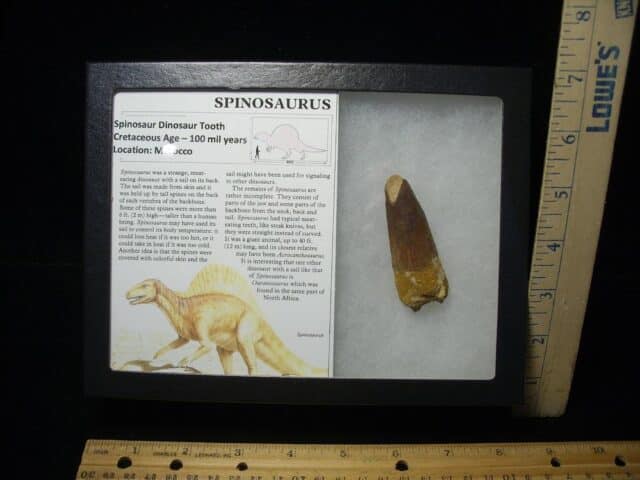 Spinosaur Dinosaur Tooth