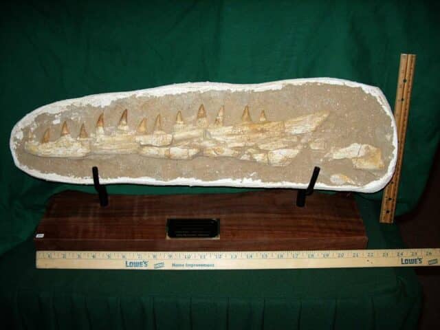Mosasaur Jaw Section with Teeth (110423g)