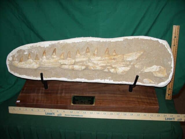 Mosasaur Jaw Section with Teeth (110423g) - Image 3