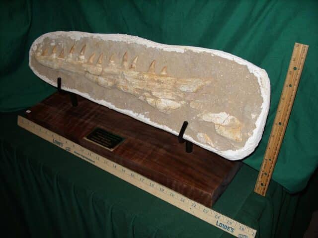 Mosasaur Jaw Section with Teeth (110423g) - Image 4