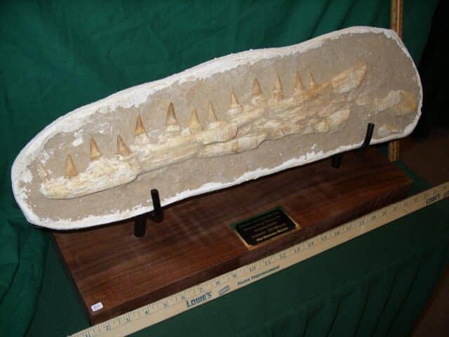 Mosasaur Jaw Section with Teeth (110423g) - Image 5