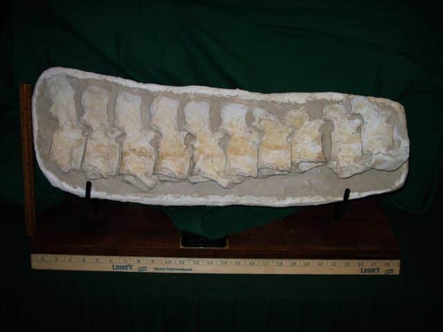 Mosasaur Backbone Vertebra Section(111223b)