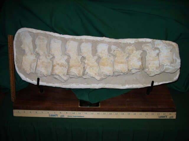 Mosasaur Backbone Vertebra Section(111223b) - Image 3