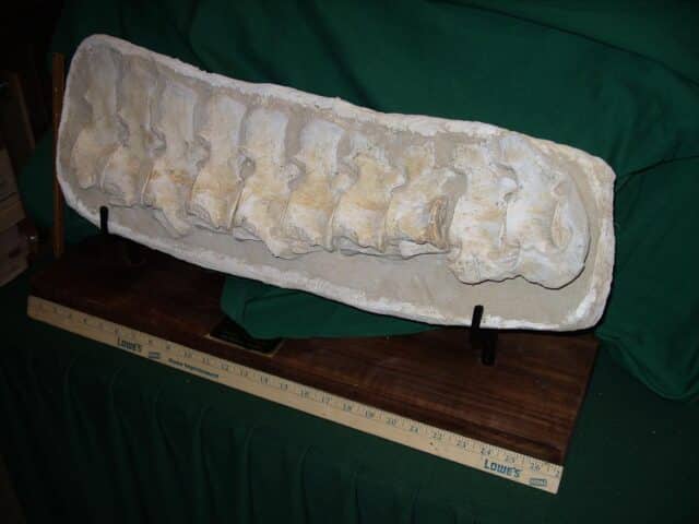 Mosasaur Backbone Vertebra Section(111223b) - Image 4