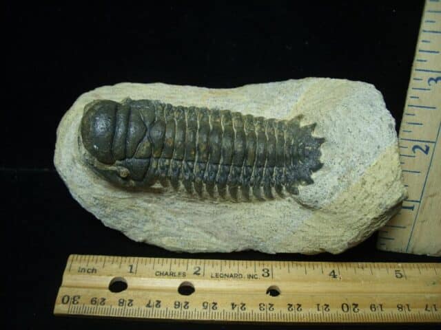Fossilized Trilobite – Crotalocephalina (111223d) - Image 2