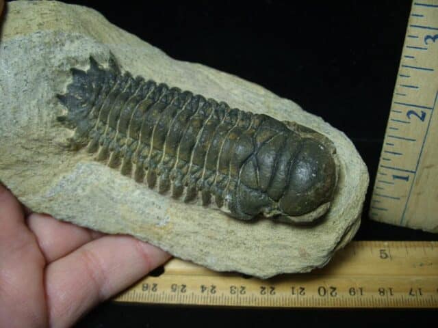 Fossilized Trilobite – Crotalocephalina (111223d)