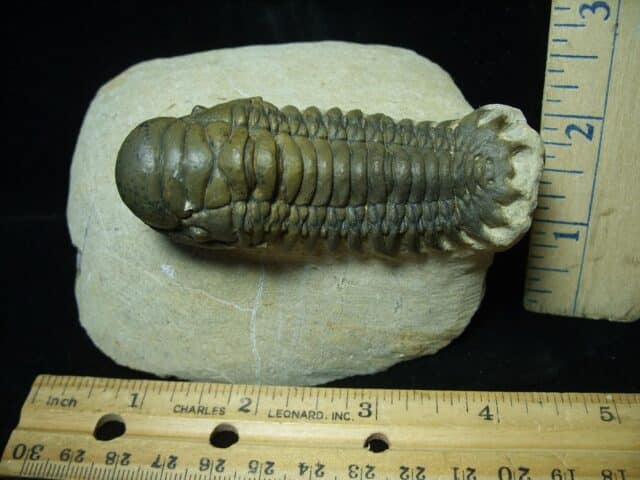 Fossilized Trilobite – Crotalocephalina (111223e)