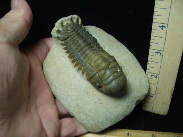 Fossilized Trilobite – Crotalocephalina (111223e) - Image 2