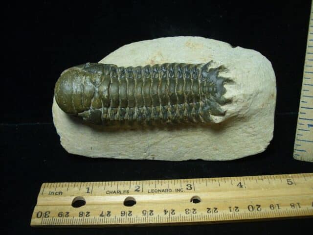 Fossilized Trilobite – Crotalocephalina (111223f)