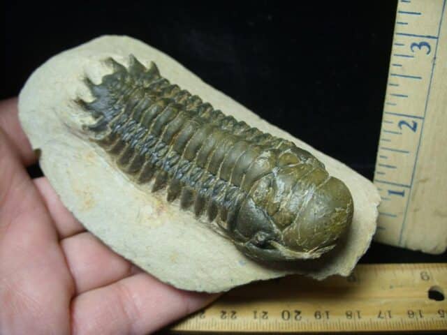 Fossilized Trilobite – Crotalocephalina (111223f) - Image 2
