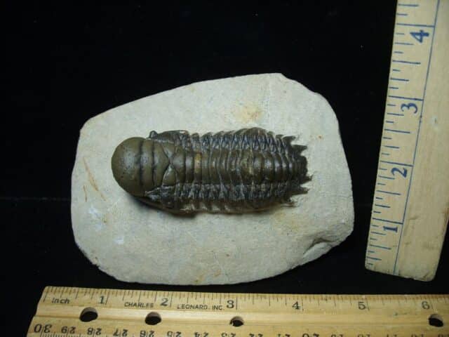 Fossilized Trilobite – Crotalocephalina (111223g)