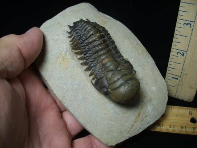 Fossilized Trilobite – Crotalocephalina (111223g) - Image 2
