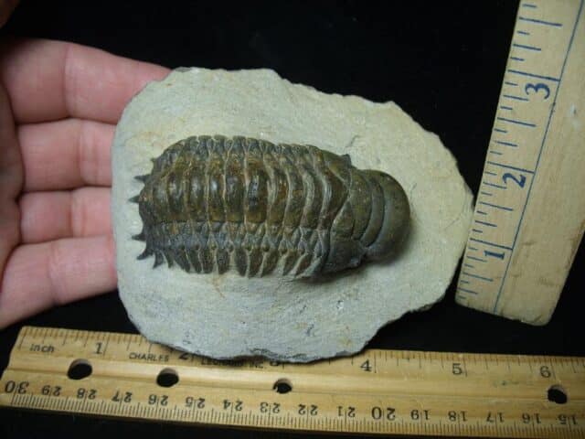 Fossilized Trilobite – Crotalocephalina (111223h)
