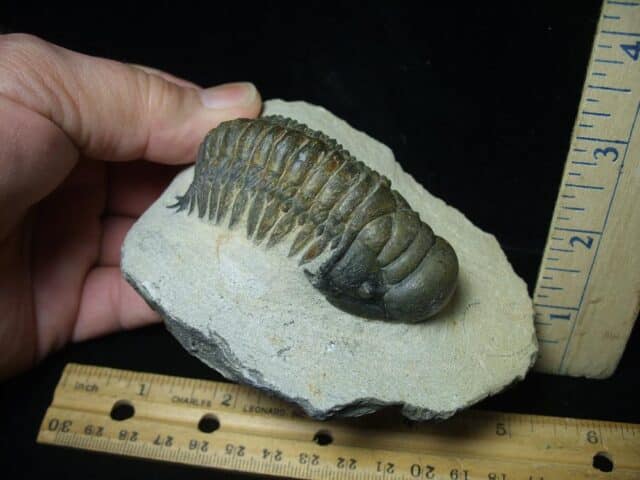 Fossilized Trilobite – Crotalocephalina (111223h) - Image 2