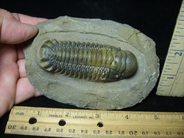 Fossilized Trilobite – Crotalocephalina (111223j)
