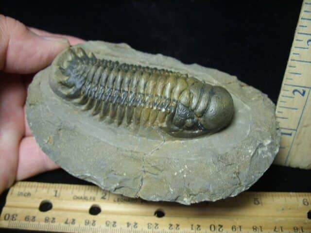 Fossilized Trilobite – Crotalocephalina