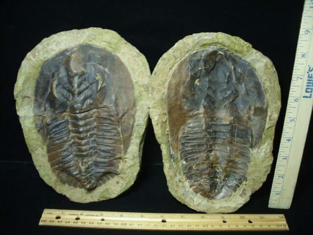 "Large" Fossilized Trilobite - Andalusiana (113423a) - Image 3