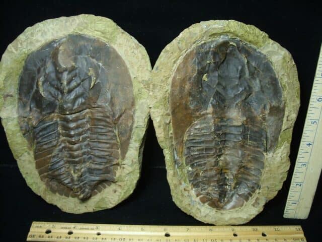 "Large" Fossilized Trilobite - Andalusiana (113423a)