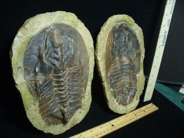 "Large" Fossilized Trilobite - Andalusiana (113423a) - Image 2